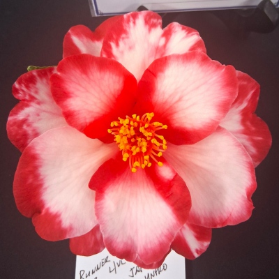 Mary Ann Lawrence Variegated